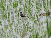 Black-Winged Stilt.jpeg