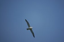 Fulmar uncropped.jpg