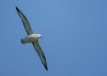 Fulmar.jpg