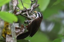 IMG_5534_Sri Lanka Scimitar Babbler_Sinharaja.JPG