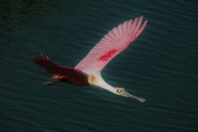 aDSC07199 - Roseate Spoonbill (1280x859).jpg