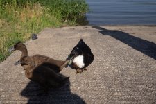 Unknown Ducks 2.jpg