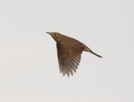 song thrush web.jpg