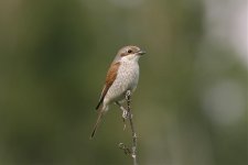 Red-backed Shrike female.jpg