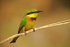 bee-eater.jpg