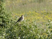 L1190914_Tawny Pipit.jpg