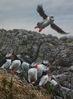 Puffins-of-Skomer-Web.jpg