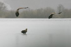 white-tailed eagles, voke.jpg