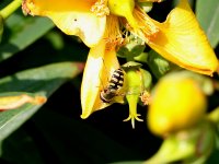 Hoverfly 004M (Garden).jpg