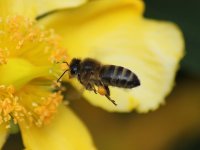 Possible Hoverfly 002A (Garden).jpg