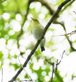 P1120635 (2) A Szabadszag Wood Warbler 3..jpg