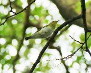 P1120637 (2) A Szabadszag Wood Warbler 4..jpg