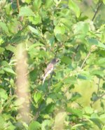 possible black billed cuckoo july 17 2021 two.jpg