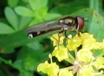 Platycheirus sp. m  ex IMG_16304 (1).JPG