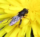 S pipiens ex IMG_16412.JPG