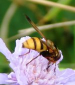 Volucella inanis f ex IMG_16296.JPG