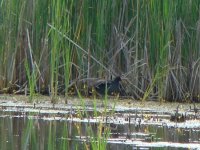 Moorhen.jpg