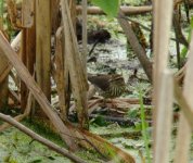 Waterthrush.jpg