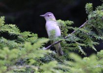 1.RedEyedVireo.JPG