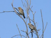 L1220661_Reed Bunting.jpg