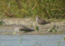 shorebird 1311.jpg