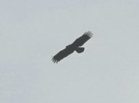 Lesser spotted eagle near Sikiminia 140921 - heavy crop - cc H Vaughan.JPG