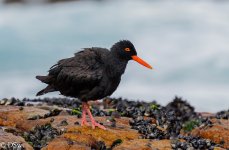 African Oystercatcher 2 160521.JPG