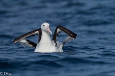 Northern Royal Albatross 2 080821.JPG