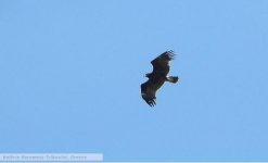 Spotted eagle 1 of 2 at Loutra Lesvos 011021 - cc Valerie Triboulot.JPG