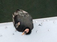 california-condor-2010-navajo-bridge1a.jpg