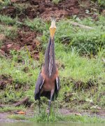 Bare-throated Tiger Heron (2).jpg