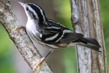 black-and-white warbler 2.JPG