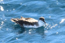 2IMG_5563_Great Shearwater_Sagres_10-2021.JPG