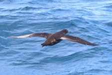 4IMG_5641_Sooty Shearwater_Sagres_10-2021.JPG