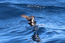 7IMG_4857_European Storm Petrel_Sagres_10-2021.JPG