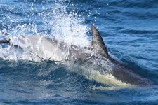 IMG_5673_Common Dolphin_Sagres_10-2021.JPG