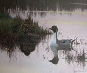 lars_jonsson_pintails.jpg