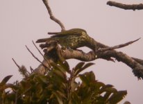 Sharpbill_Macaedecima_220808a.jpg