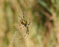 Argiope aurantia .jpg