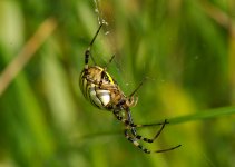 Argiope aurantia  2.jpg