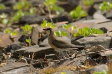 pratincole_X0163_185l.jpg