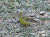 L1210890_Citril Finch.jpg