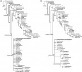 Brevirostruavis macrohyoideus-3.jpg