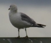 gull4.JPG