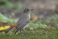 Black-Redstart-211207-132MSDCF-FRY01851-N.jpeg