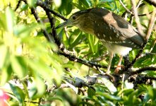 DSC00051 Black-crowned Night Heron @ DB bf.jpg