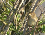 Grasshopper Warbler2.jpg