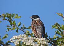 Reed Bunting2.jpg