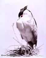 Thomas Anderson - Night Heron - original.jpg