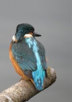 kingfisher6web.jpg